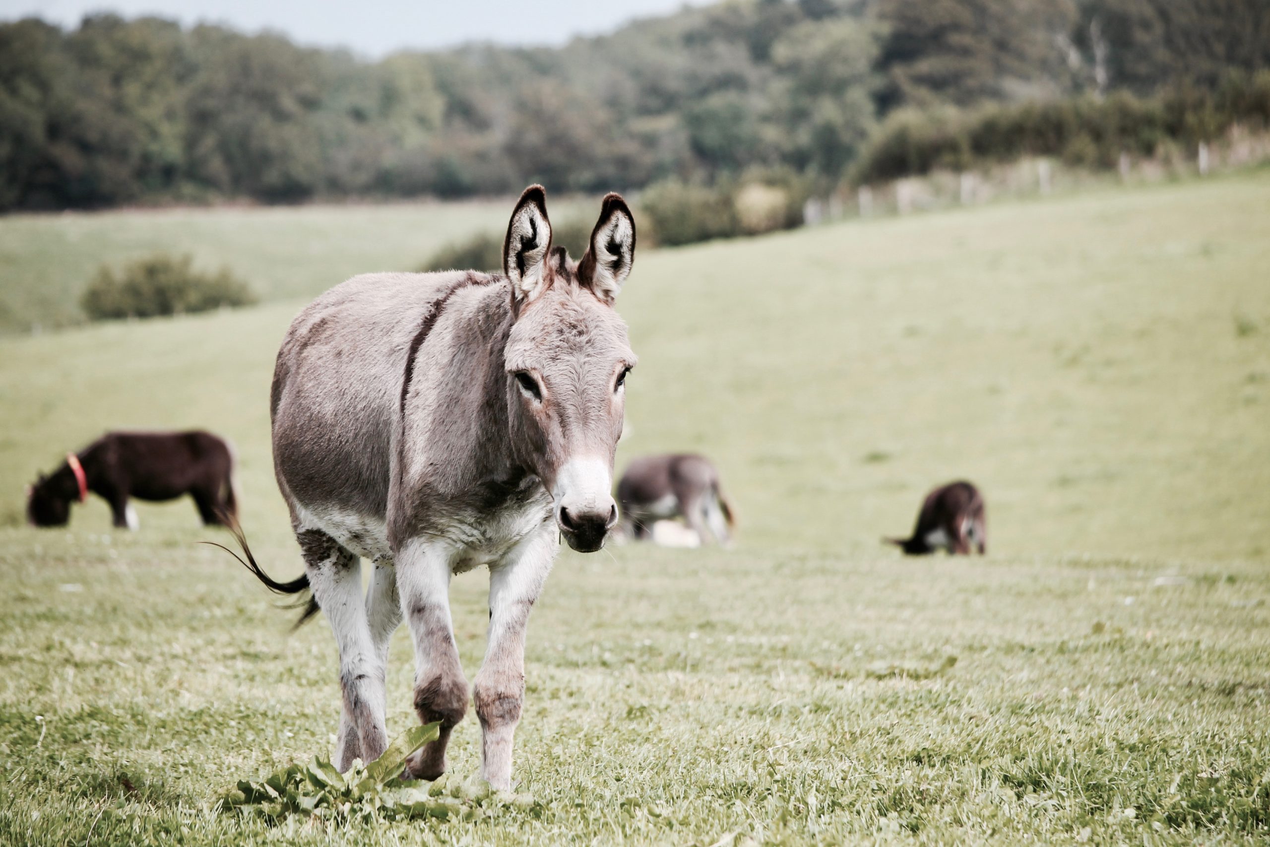 Donkeys in farmers field